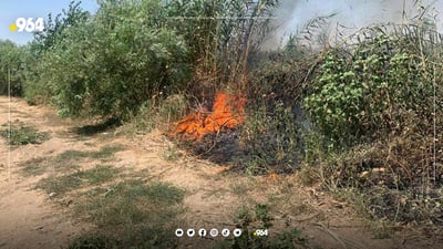 “دەیانەوێت دارەکان بسوتێنن و شوێنەکەی بکەنە زەوی کشتوکاڵی”