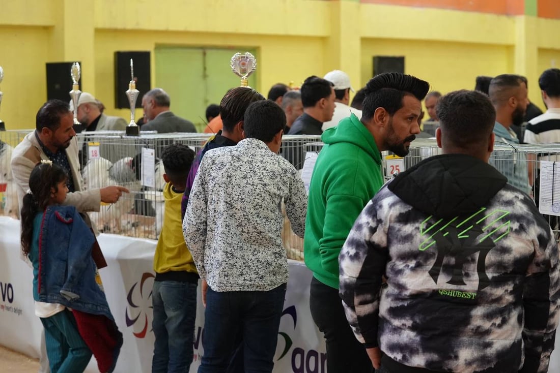 صور: دجاجة بصراوية وديك أربيلي أجمل طيرين في العراق.. مسابقة بإشراف تركي