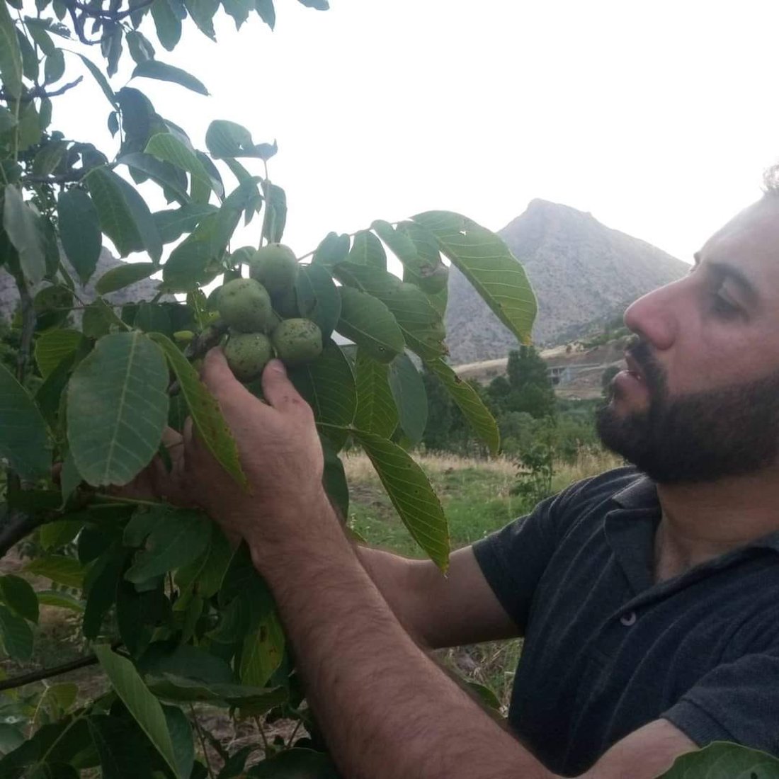 مامۆستایه‌كى زانكۆ: 90%ـى دارگوێزه‌كانى باڵه‌كایه‌تى تووشی نه‌خۆشی بوونه‌