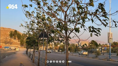 رەشەبا سلێمانى ناچار دەكات داری به‌تەمەن بچێنێت