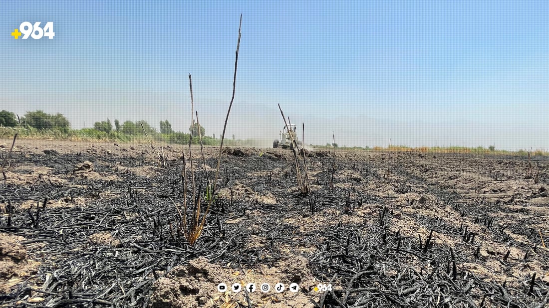 جاڕەكان سووتێنران بۆ ئەوەی بكرێن بە مەرەزە و ماش و شمڵی