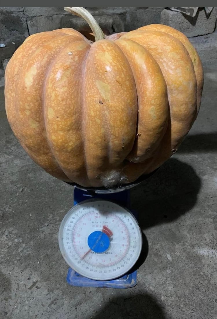 كێشى 28 كیلۆگرام