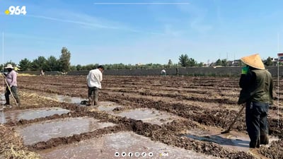 جووتیارەکانی گوندی بلان چاندنی برنجیان دەستپێکرد