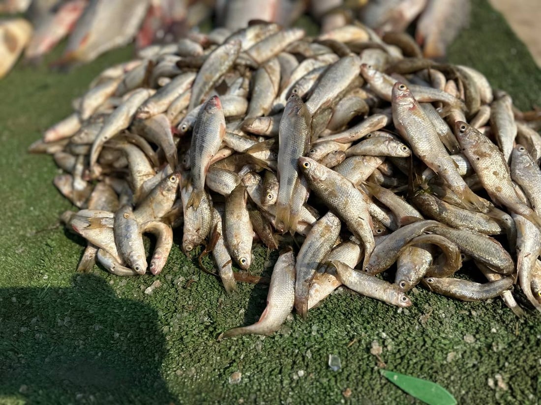 صور من سوق السمك في الديوانية: السمتي بـ6500 وأبو زريدة بـ4 آلاف