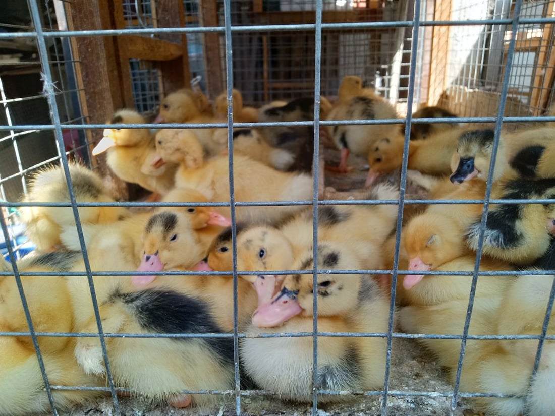 سوق الطيور في بغداد الجديدة.. نسخة من سوق الغزل وينافسه منذ السبعينات