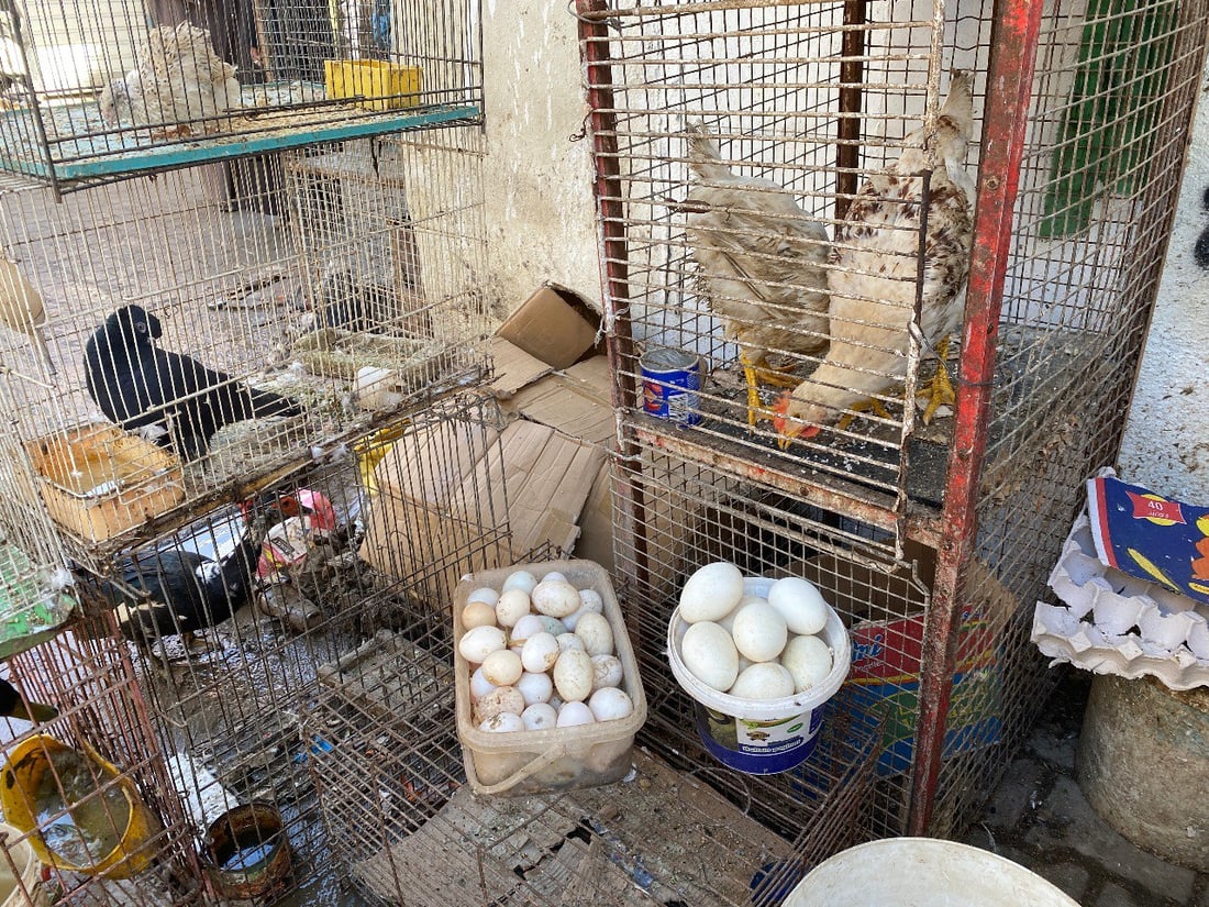 ملتقى “الجنّاية” منذ الخمسينيات.. جولة صورية داخل أقدم سوق للطيور في ميسان