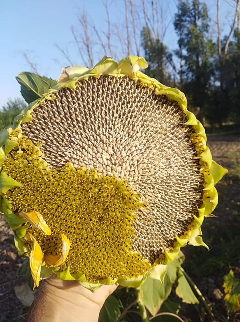 Sharazur sunflower with high oil content cultivated to boost local production