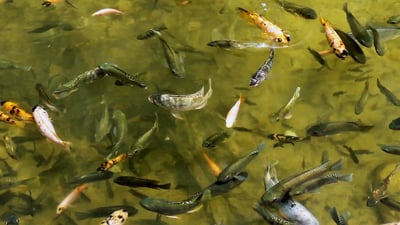 هەزاران په‌نجه‌ماسی خراونه‌ته‌ ناو پۆند و به‌نداوه‌كانى دهۆك