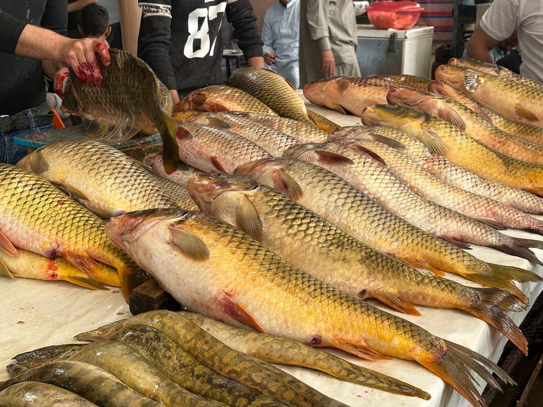 صور: أسماك المحافظات لم تصل الى سوق الميدان في الموصل.. والسعر ارتفع قليلاً