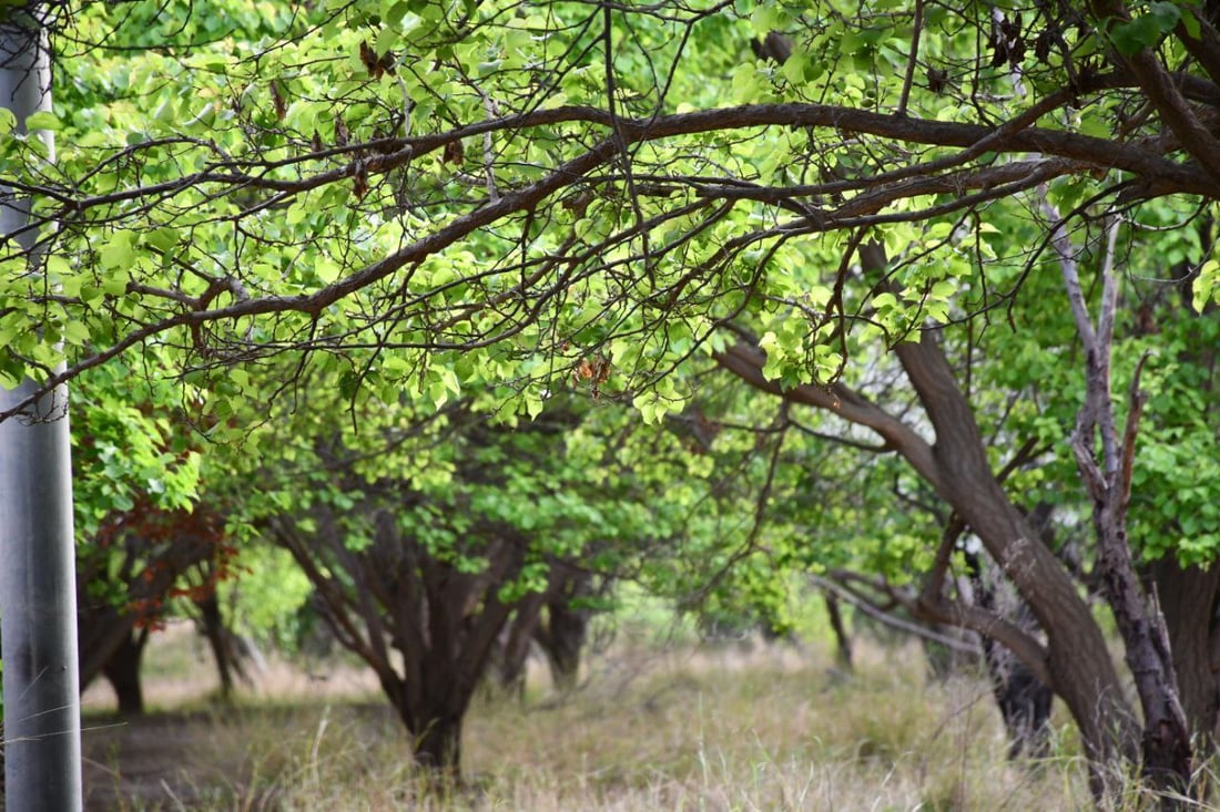 صور: بساتين القائم امتلأت بالجقال.. تذوقوا المشمش الحامض لكن لا تسرقوا ولا تكسروا