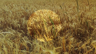 سبەینێ وەرزێر و جوتیارانی مەخمور و دەشتی قەراج کۆدەکرێنەوە