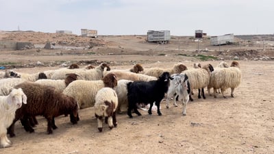 جەژنە و خواست لەسەر گۆشت و ئاژەڵی خۆماڵی زیادیکردووە