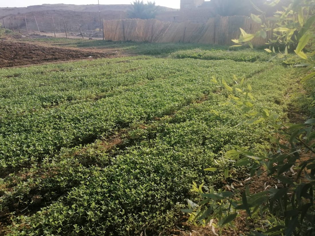 زبائن هيت يفضلون “خضرة أحمد”.. كلها من الحديقة باستثناء “الكرفس” (صور)