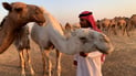 Camel breeding remains profitable despite challenges in western Nineveh