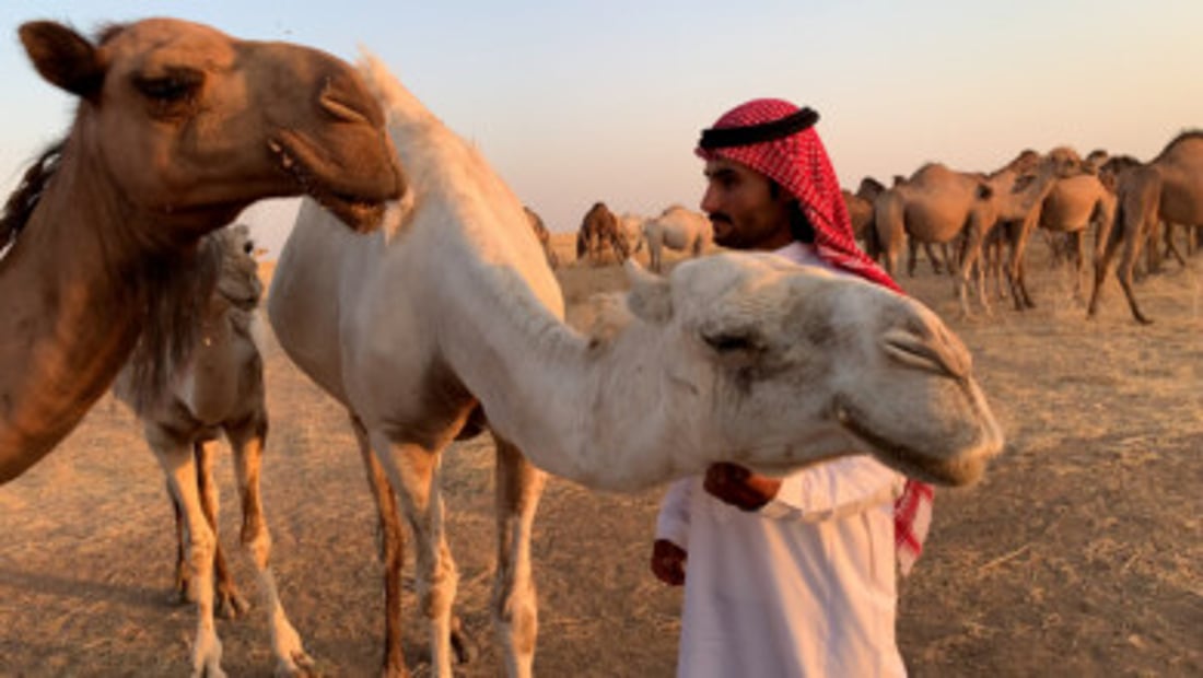 Camel breeding remains profitable despite challenges in western Nineveh