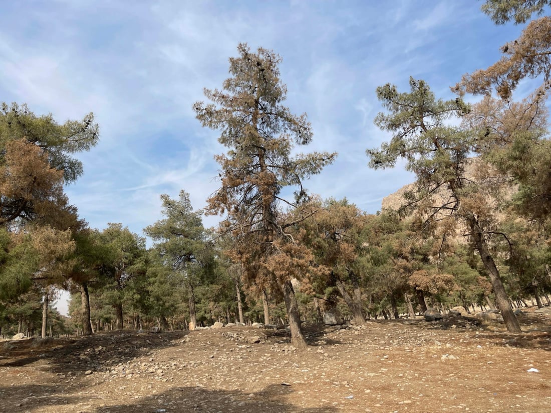 <?php echo get_the_title() ?>