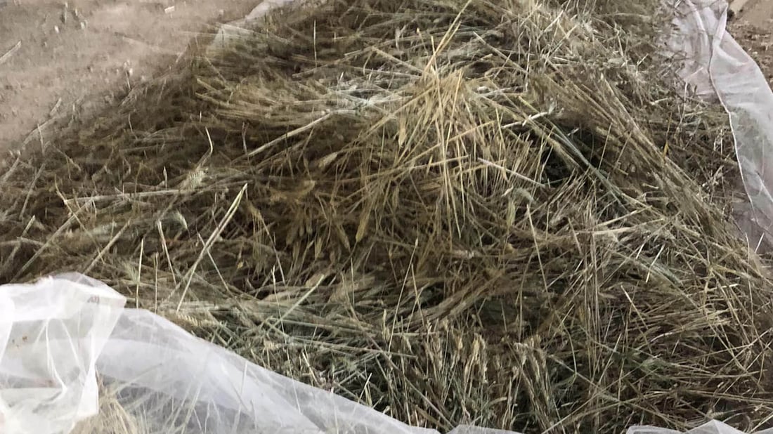 گەنمە زستانییەکەی کۆیە سەرکەوتوو بوو