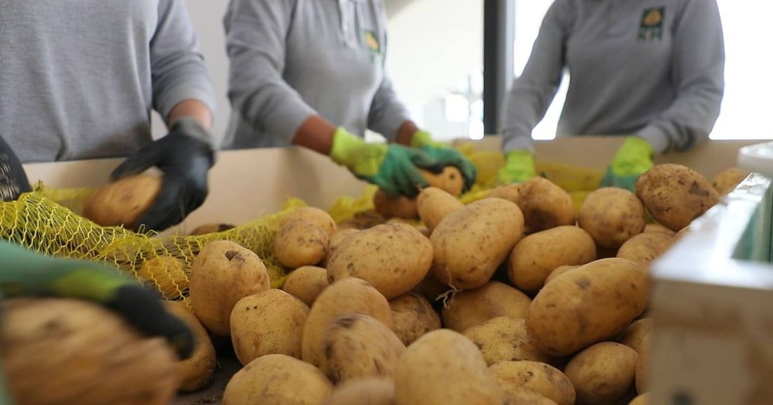 Duhok’s potato production soars, exceeding local demand