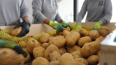 Duhok’s potato production soars, exceeding local demand
