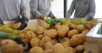 Duhok’s potato production soars, exceeding local demand