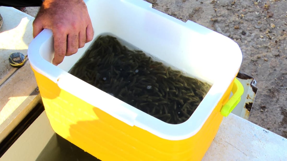 35 هەزار پەنجەماسی خرایە پۆندی پریس