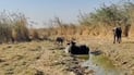خنازير تقترب من مواشي هور الحويزة بحثاً عن الماء والطعام بسبب الجفاف