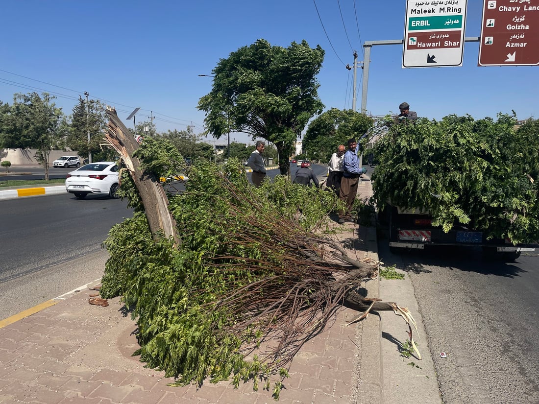 صور من عاصفة السليمانية المدمرة.. طرحت أشجار السبحبح أرضاً