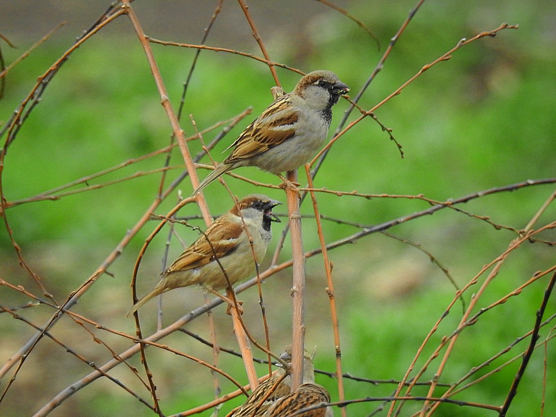 چۆلەکەی پاساری لەشار دورکەوتوونەتەوە