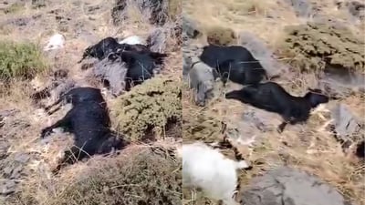 هەورە بروسکە ژمارەیەک سەر ئاژەڵی مردار کردەوە