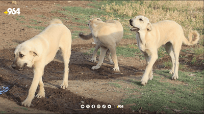 لە شێلتەرەکەی هەولێر خەساندنی سەگەکان دەستیپێکردووە