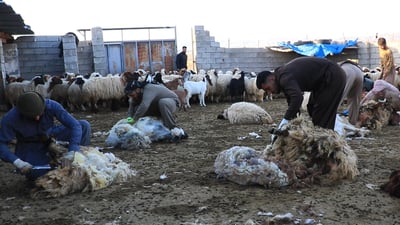 ئەوانەی برینەی ئاژەڵ دەکەن ئاگاداری تای خوێنبەربوون بن