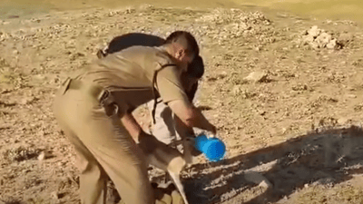 تینوێتی بەچکە ئاسکێکی نازداریان شکاند و بە سروشت شادیان کردەوە