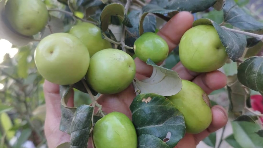 صور: مزارع بصري ينجح بتطعيم النبق التايلندي.. ثمرة بحجم كف اليد وكل 10 حبات كيلو!