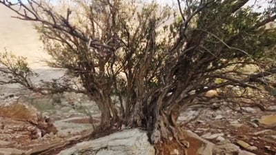 خۆبەخشەکان بە تەمەنترین دار زەیتوونیان لە فەوتان رزگار کرد