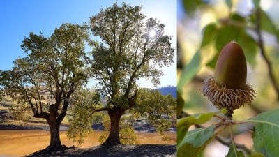 Kurdistan Region boasts five distinct species of oak trees