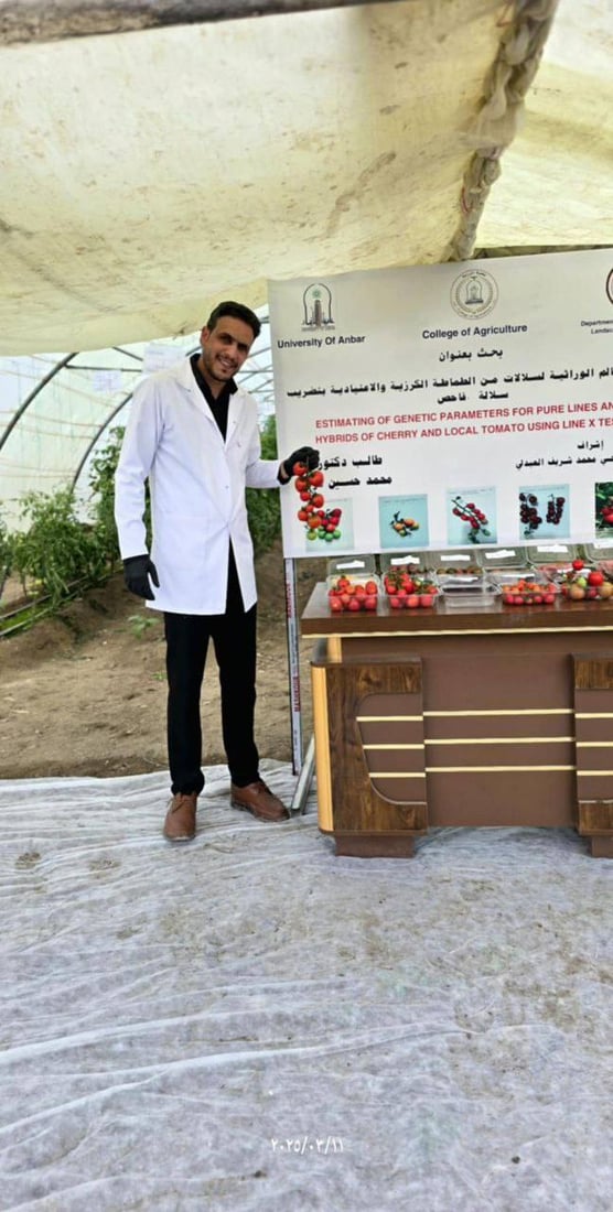 طالب أنباري يتمكن من تهجين الطماطة العراقية بالكرزية والناتج حامض حلو (صور)