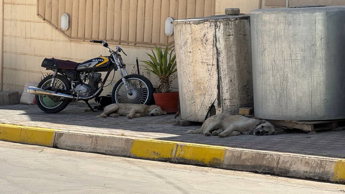 دیالە لە ژێر چنگی سەگی بێلانەدا: زیاتر لە هەزار کەس گەستراون