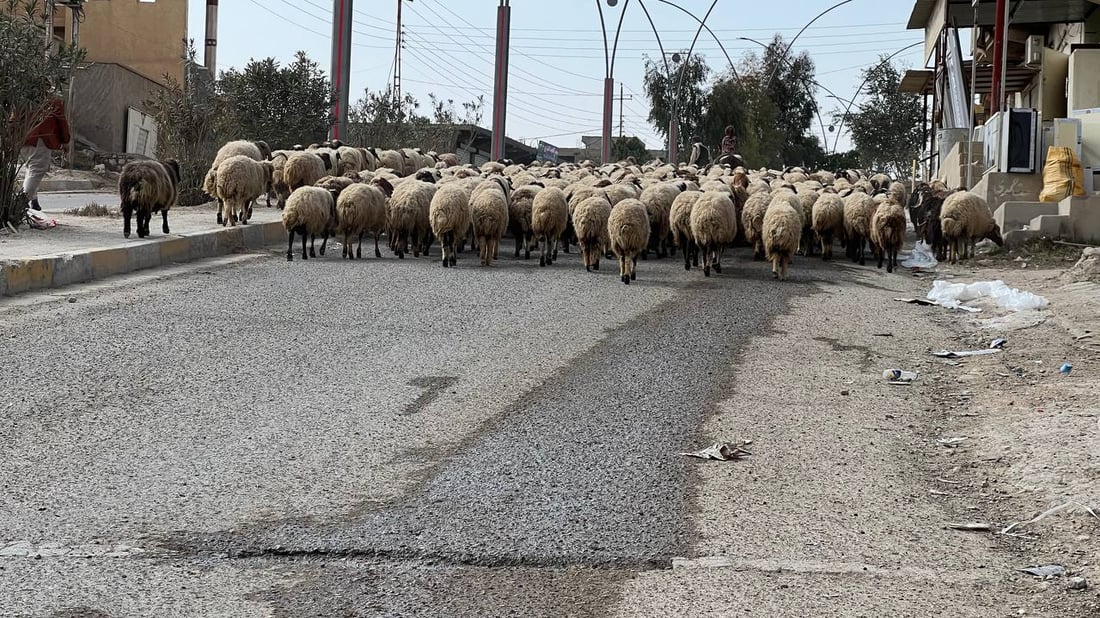 صور: القوات الأمنية تؤمن انتقال 10 آلاف رأس غنم إلى الشامية غرب الأنبار