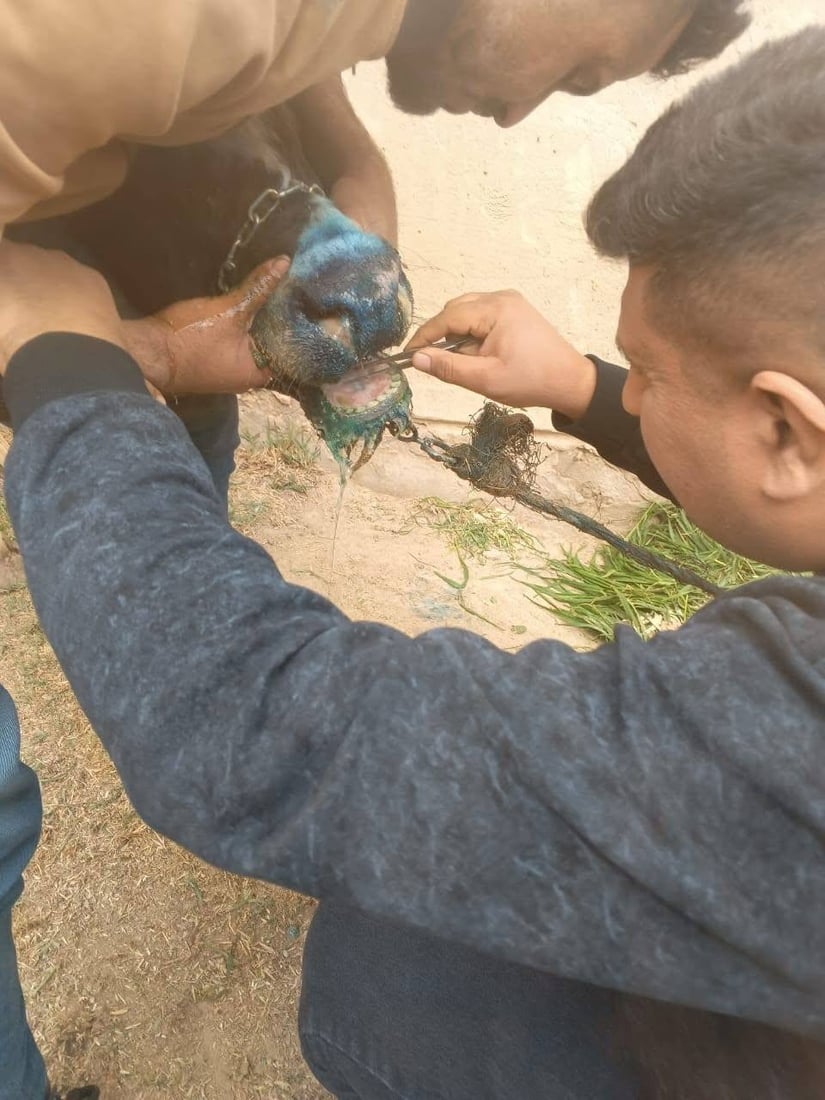 القلاعية طورت نفسها إلى متحور جديد لا يرحم الجاموس.. واسط سجلت نفوق 75 حيواناً