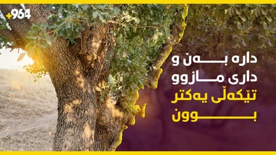 دوو داری جیاواز بەشێوەیەکی سەرنجڕاکێش تێکەڵی یەکتری بوون