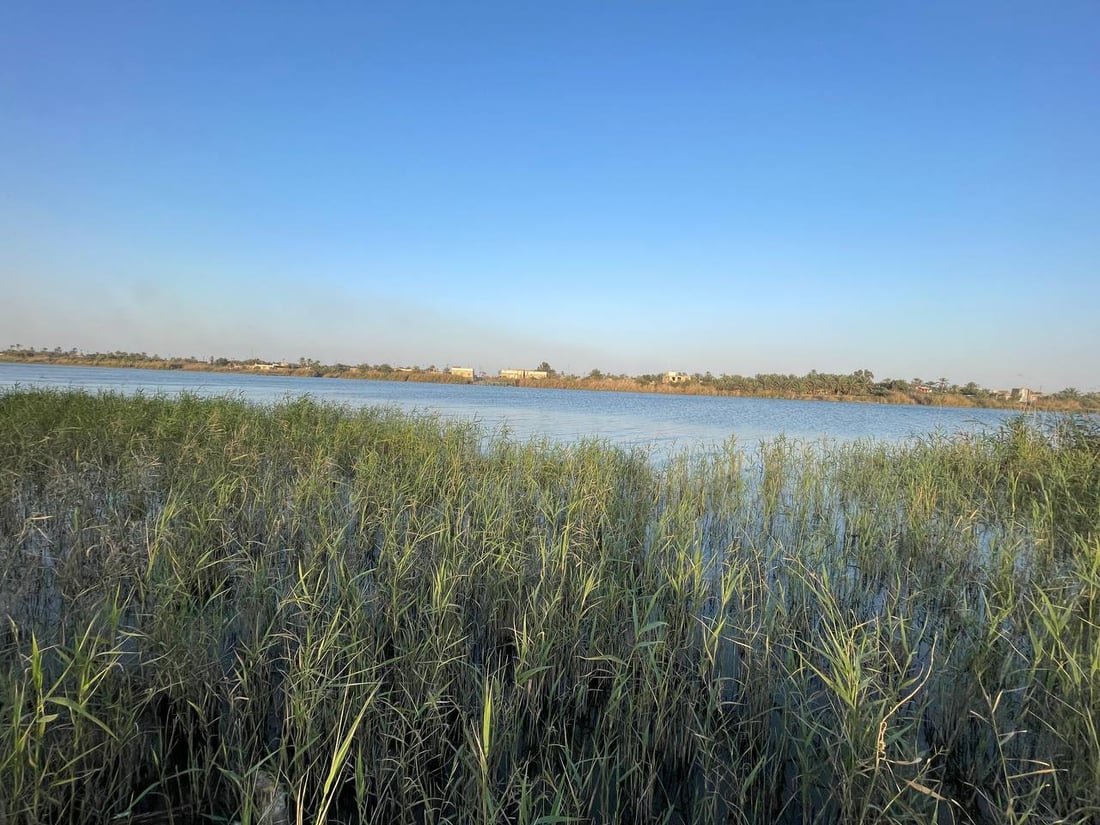 لكل قوي نهاية.. ماتت أسماك البلطي العنيدة في فرات البصرة والصيادون سعداء! (صور)