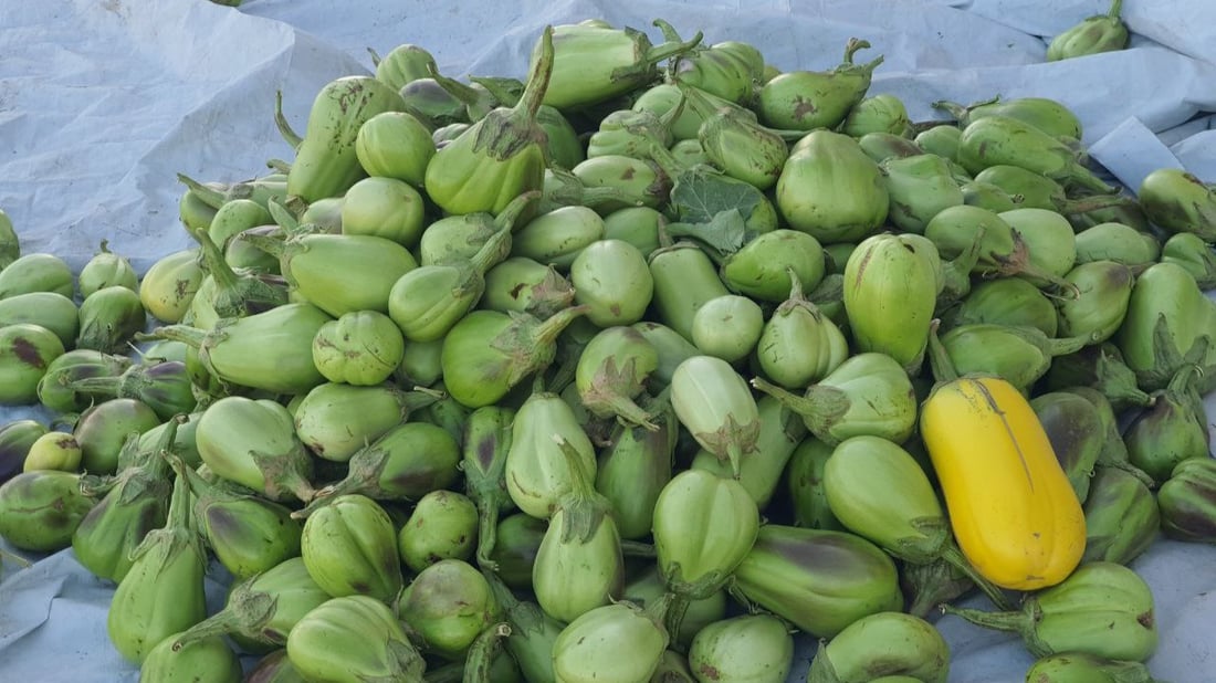 ناعم وحلو ويشرب كمية أقل من الزيت.. الباذنجان الأخضر محصول نادر تنفرد به تلعفر