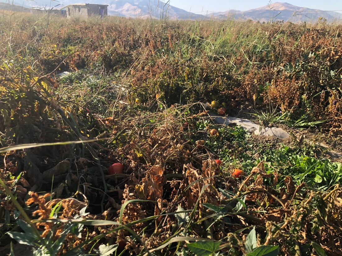 به‌رهه‌مى كشتوكاڵى شێواندووه‌ و گه‌رمكه‌ره‌وه‌شی به‌ هاوڵاتیان داناوه‌ته‌وه‌