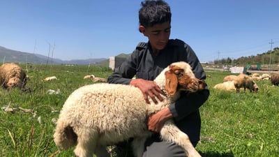 هەر لە ئێستاوە کۆچەرییەکانی شارەزوور چوونەتە پێنجوێن