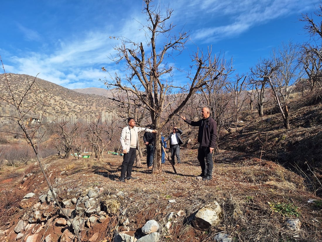 هه‌ر له‌ ئێستاوه‌ نیشانه‌ى چه‌ند نه‌خۆشییه‌ك له‌سه‌ر سێوه‌كانى به‌روارى باڵا ده‌ركه‌وتووه‌