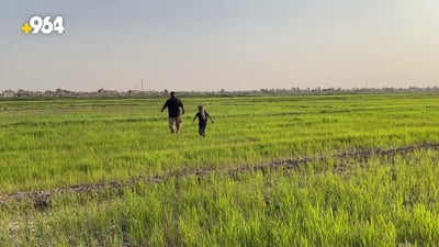 بعد إقرار الخطة الصيفية.. الزراعة تفصّل حصص “الشلب” لكل محافظة