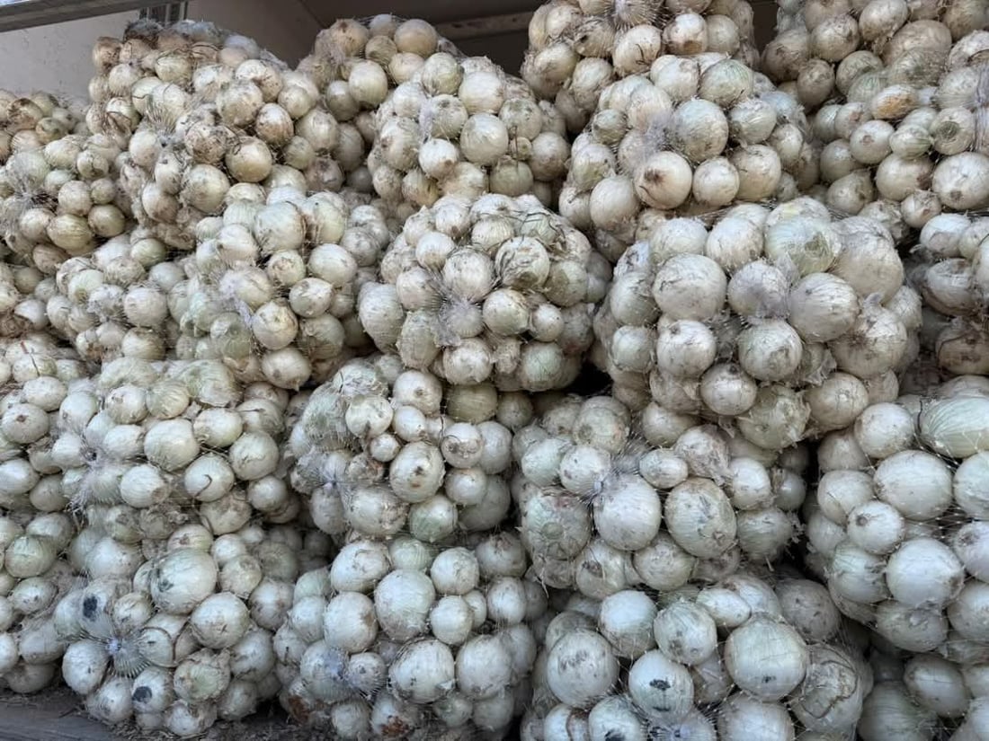 گەورەترین عەلوەی سەوزە و میوە لە هەولێر دەکرێتەوە