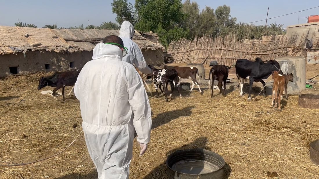 صور: علوة مواشي الناصرية معفّرة قبيل العيد لكن الجزارين قلقون من تسرب القرادة