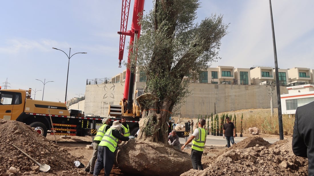 دار زەیتوونێکی تەمەن 200 ساڵ لە شەقامی مەلیک مەحمود چێندرا