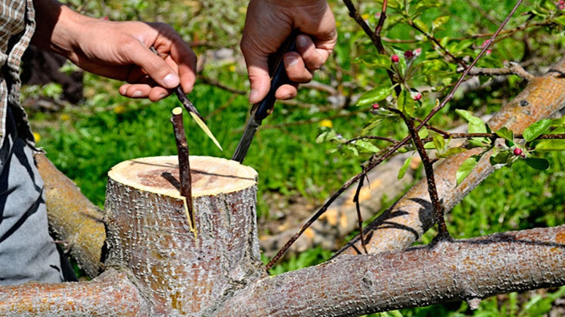 کاتی موتوربەکردنی میوە مزرەمەنییەکانە